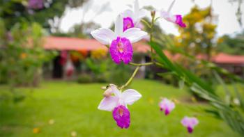 Volcano Lodge, Hotel & Thermal Experience, Fortuna (Foto 4)
