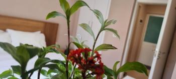 Comfy apartment- Sunny balcony, Tirana (photo 4)