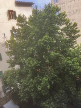 Borgognissanti Ollie's Home in centro a Firenze, Florencja (zdjęcie 3)