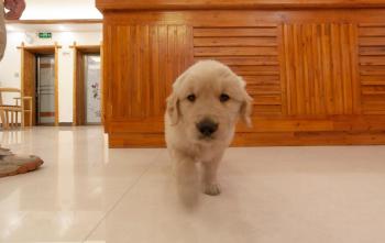 Easy House, Zhangjiajie (foto 3)