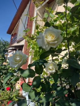 Tanta, Tuzla (photo 2)