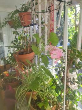 Libros y plantas a 5 minutos del centro en bus, Madrid (foto 2)