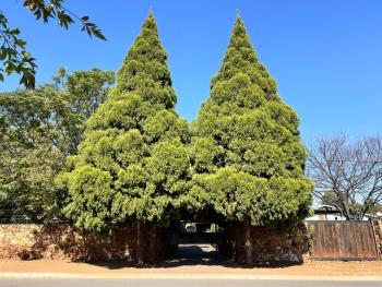Two Firs Irene, Centurion (fotografie 2)