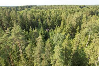 Pasakų trobelė, Purvaičiai (foto 2)