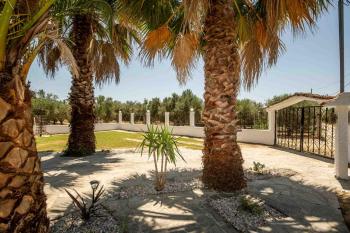 Palm Tree 1, Karianí (foto 5)
