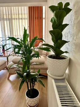 Olive Apartment Tirana, Tirana (photo 4)