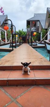Coco Bungalows Hoi An, Hoi An (photo 2)