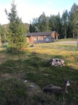 Bear Cub - Ruka Slopes, ski, hiking, Kuusamo (photo 4)