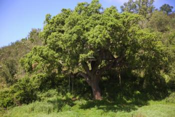 Tent in a Regenerative farm, São Luis (zdjęcie 3)