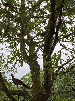 Cabaña Rincón Verde - La Fortuna, Fortuna (photo 5)