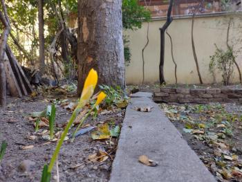 Central Charming Home with Garden near Parking and NDK, Sofia (photo 3)