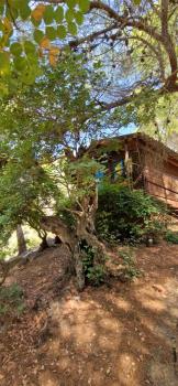 Casa Surrender, Cómpeta (foto 3)