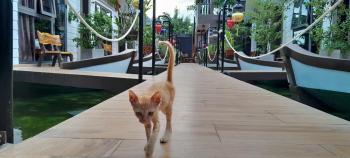 Coco Bungalows Hoi An, Hoi An (photo 3)