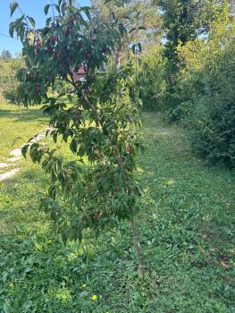 Vacationhome in the vineyards, Viena (foto 3)