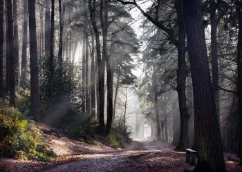 Wonderful Stay With Nature & Fun, Birmingham (photo 4)
