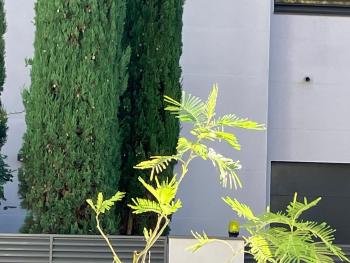 Toulousaine arborée - parking public, Toulouse (photo 4)