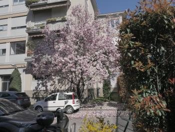 Garden Flat, Milan (photo 4)