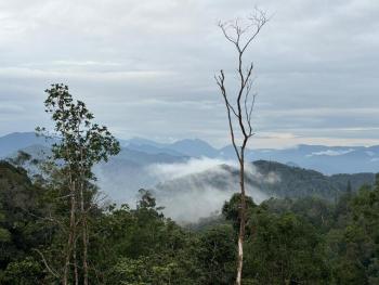 Misty at Fraser's Hill, Bukit Fraser (foto 4)