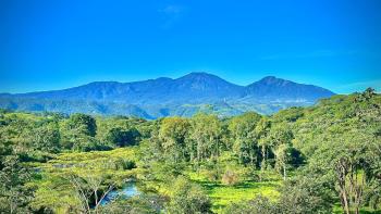 Colibrí, Sarapiquí (foto 2)