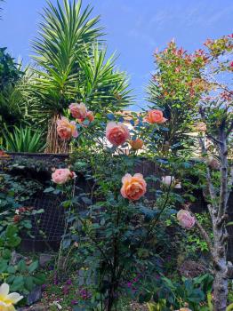 Love House, Auckland (Foto 3)