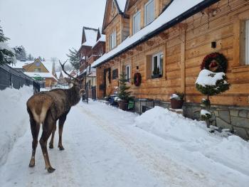Pokoje Gościnne BENITA, Zakopane (fotografie 2)