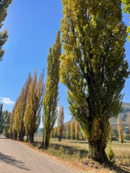 Periwinkle, Grove ,Acorn & Sage Cottages, Clarens (photo 5)