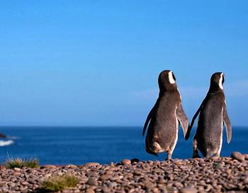 Alaia, Puerto Madryn (fotografie 3)