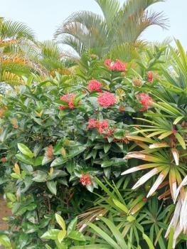 Studio a sofaia, Sainte-Rose (foto 3)