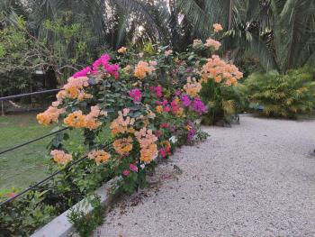 House in the palm forest, Carrillo (photo 5)