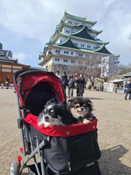 ペットも泊まれる小さなお宿虎凜Korin, Nagoja (fotografie 5)