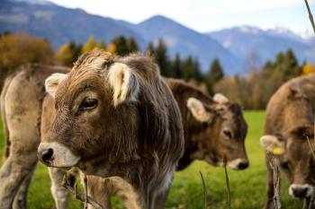 Froetscherhof, Urlaub auf dem Bio-Bauernhof in Brixen, Appartments, Sauna und BrixenCard, Brixen (fotografie 5)