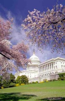 Stylish1BR, Arlington,FREEPark,Pool, Gym Wifi,, Arlington (foto 5)