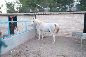 1001 nights , Wild farm Football, Jacuzzi, BBQ Sharjah, Ḩaşat al Bidīyah (foto 3)