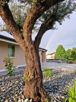 ALMA Guest House, Pieve di Soligo (foto 5)