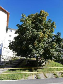 La munte Azuga, Azuga (foto 4)