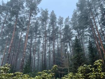 Kakumäe Raba Villa - puhkemaja basseiniga Tallinnas, Tallin (foto 2)