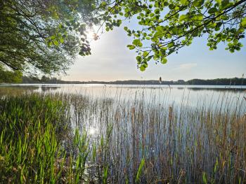 Lychenseevilla mit Seeblick, Wintergarten, Kamin und Sauna, Lychen (foto 4)