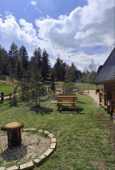 Pine forest-White, Žabljak (foto 5)