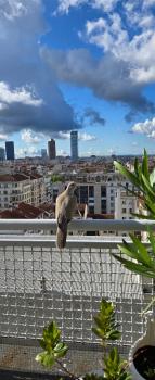 PLEIN SUD Terrasse Garage Netflix Climatisation, Lyon (photo 4)
