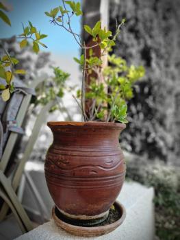 Genista house Peyia, Peyia (Foto 4)