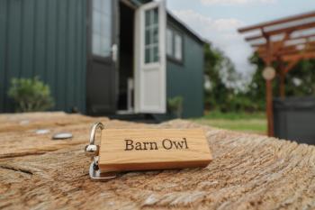 Barn Owl, Cambridge (fotografie 5)
