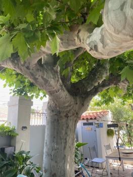 A l'ombre du platane, Marseille (Foto 2)