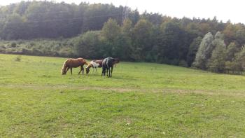 ANERI, Lubiana (foto 4)