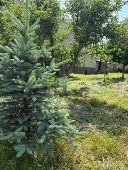 SHARDEN, Lori Berd (Foto 2)