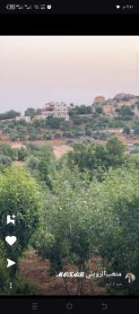 أكواخ وشقق عبين السياحيه, ‘Ibbīn (foto 2)