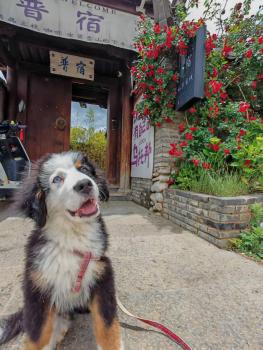 玉龙白沙普宿客栈, Lijiang (foto 5)