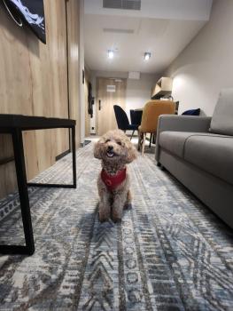 Apartamenty Bliżej Chmur Szklarska Poręba-Zloty Horyzont, Sklářská Poruba (fotografie 3)