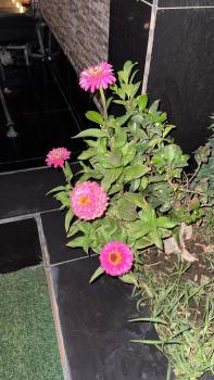 جنة الطائف, Taif (foto 4)