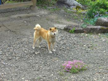 Coro Coro, Biei (fotografie 4)