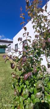 Pineapple Studio, Ponta Delgada (zdjęcie 3)